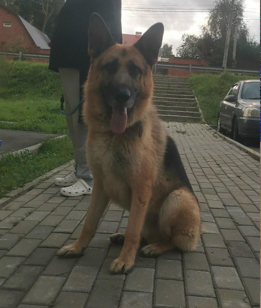 Найдена собака в Красногорске — фото объявления