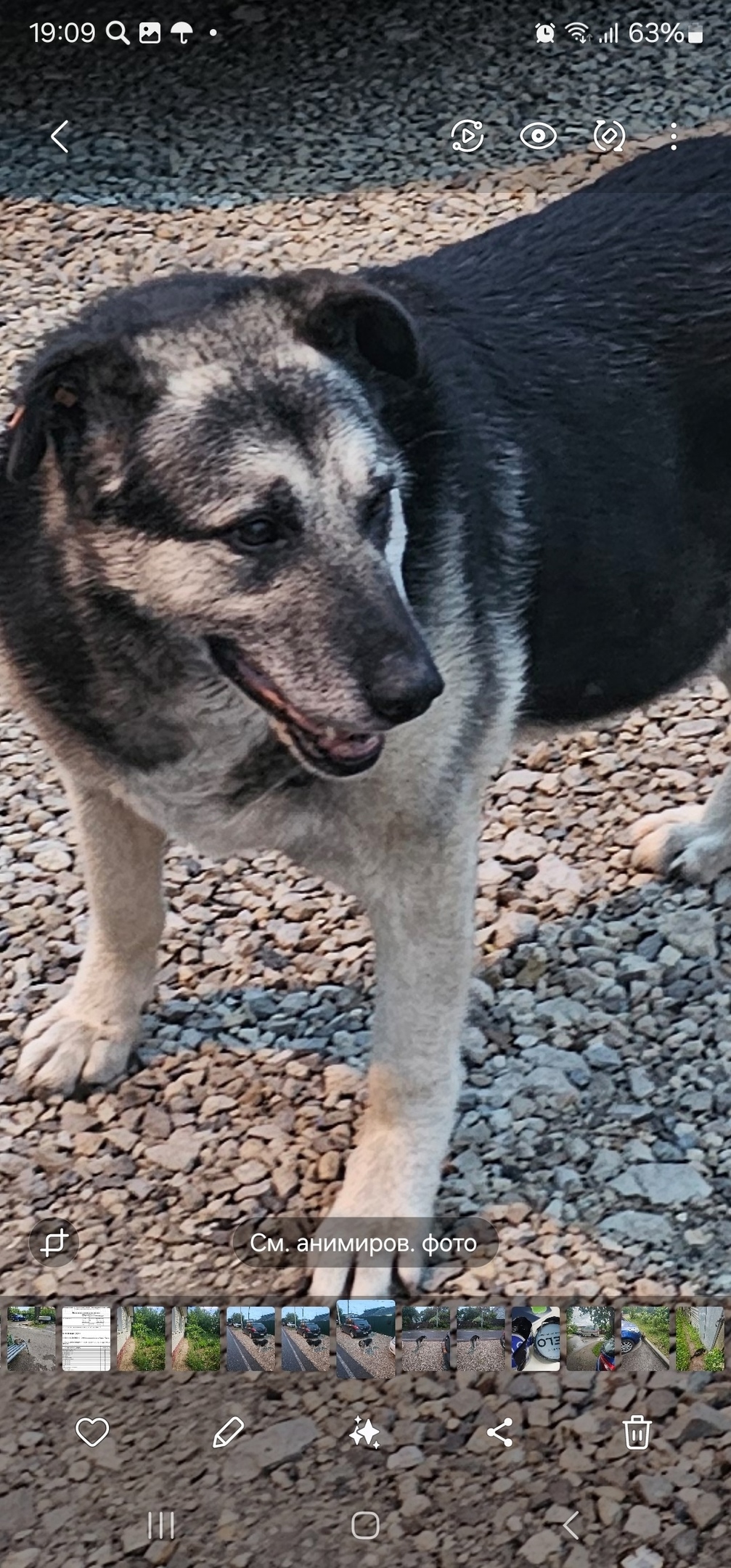 Пропала собака в Красногорске — фото объявления