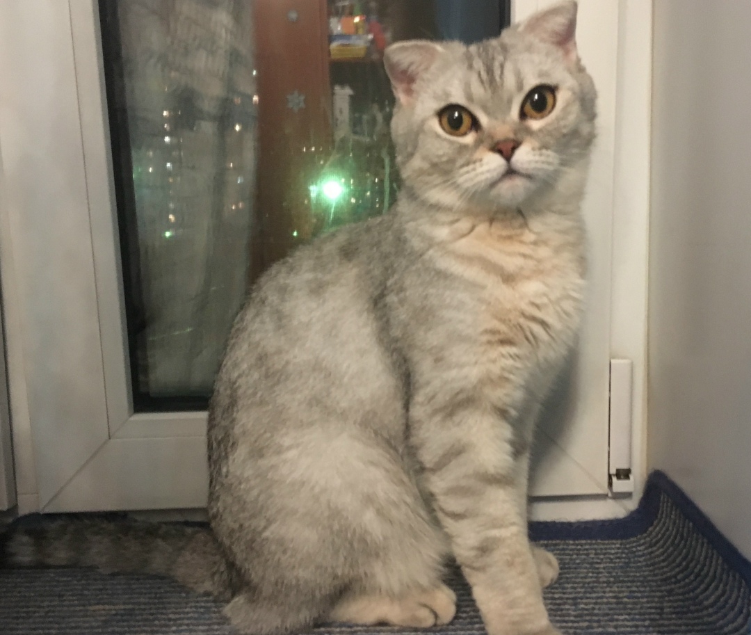 Пропала кошка в Красногорске — фото объявления