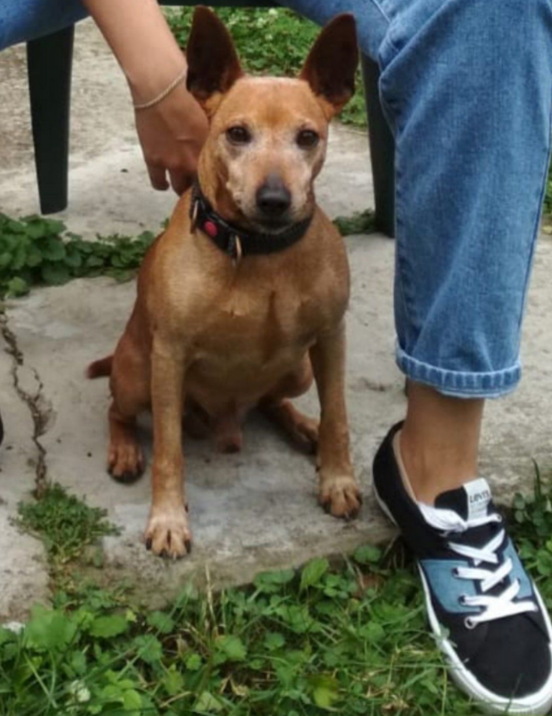 Пропала собака в Красногорске — фото объявления