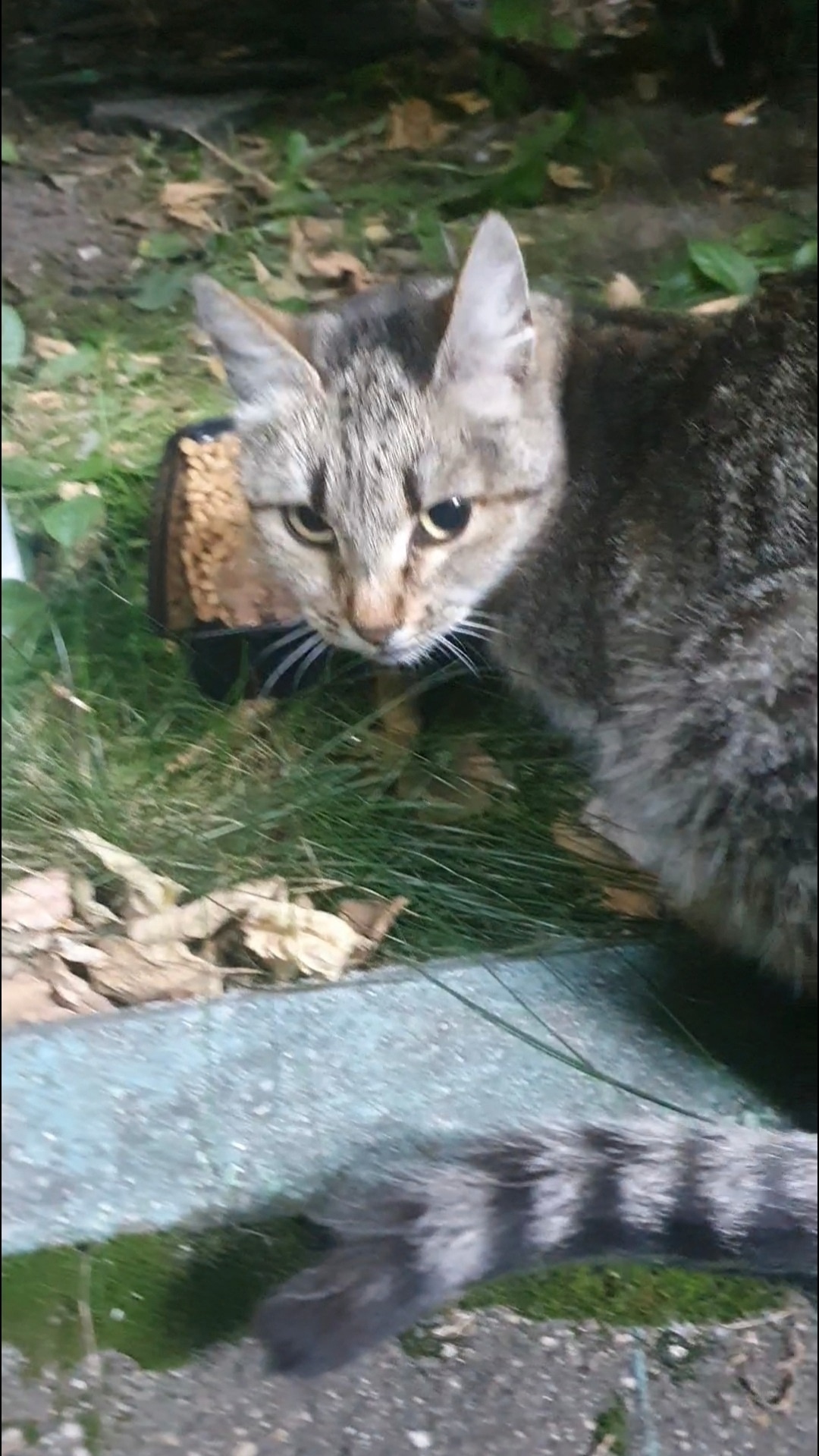 Пропала кошка в Красногорске — фото объявления