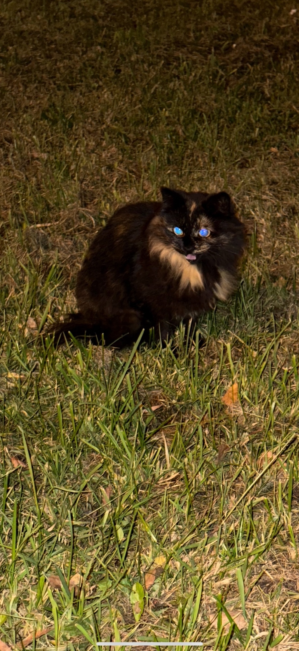 Пропала кошка в Красногорске — фото объявления