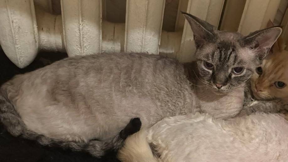 Пропала кошка в Красногорске — фото объявления