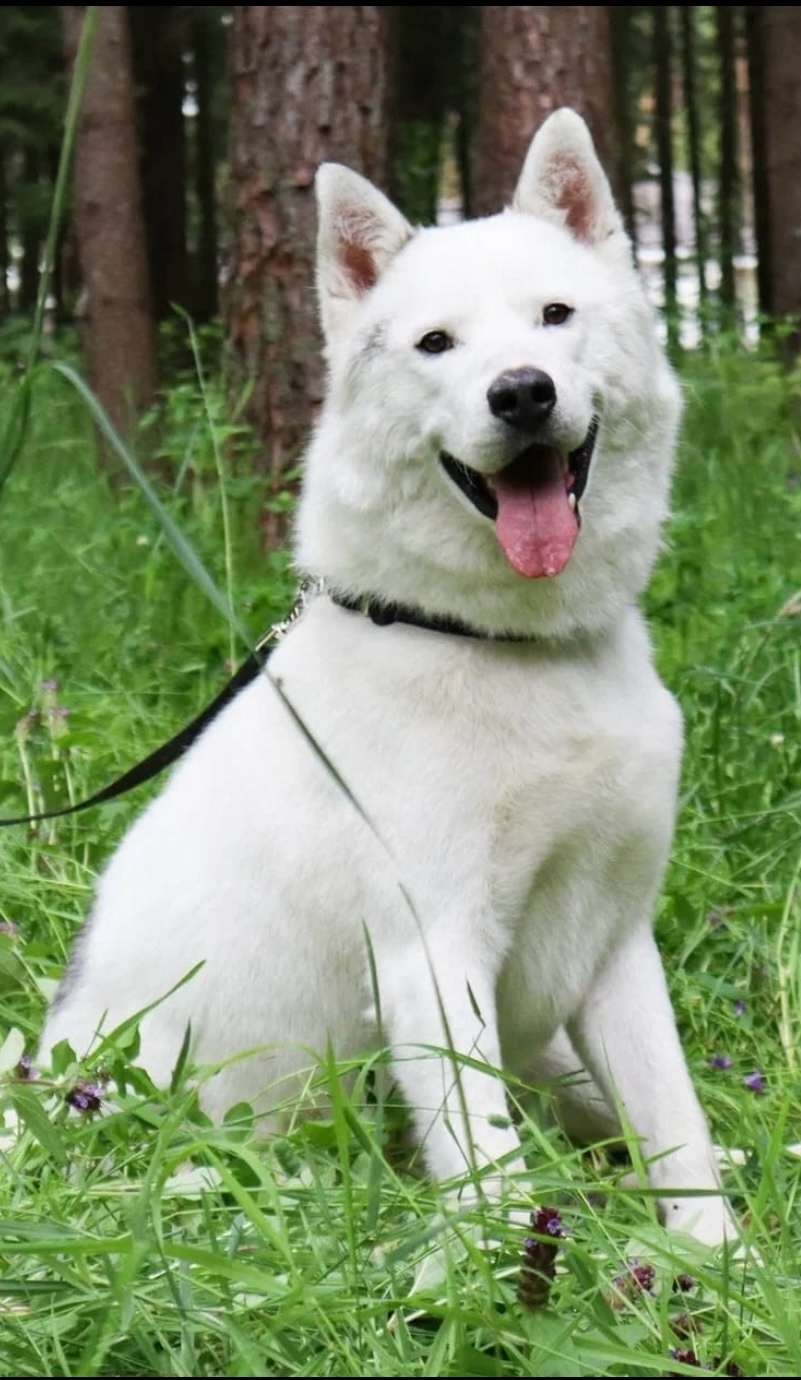 Найдена собака в Красногорске — фото объявления