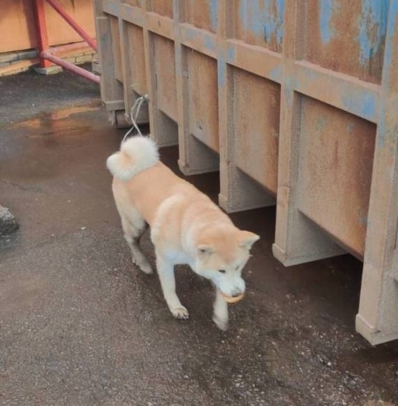 Пропала собака в Красногорске — фото объявления