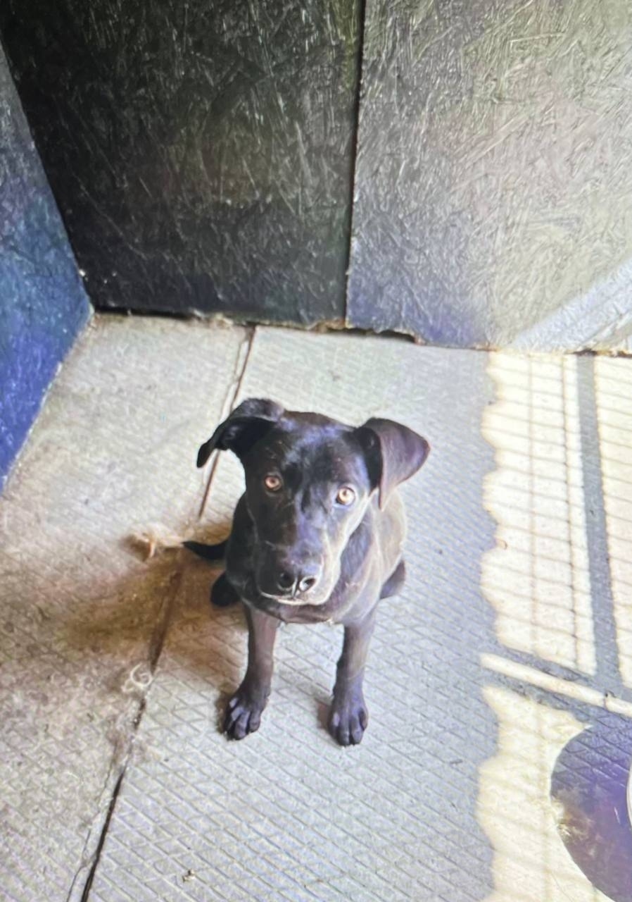 Найдена собака в Красногорске — фото объявления