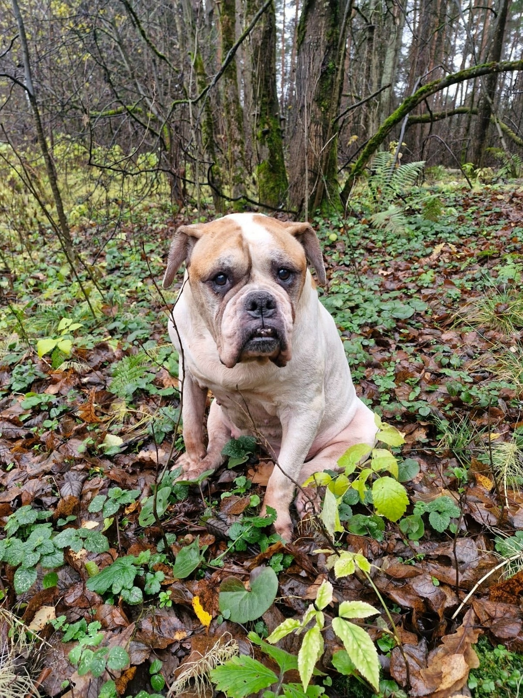 Найдена собака в Красногорске — фото объявления