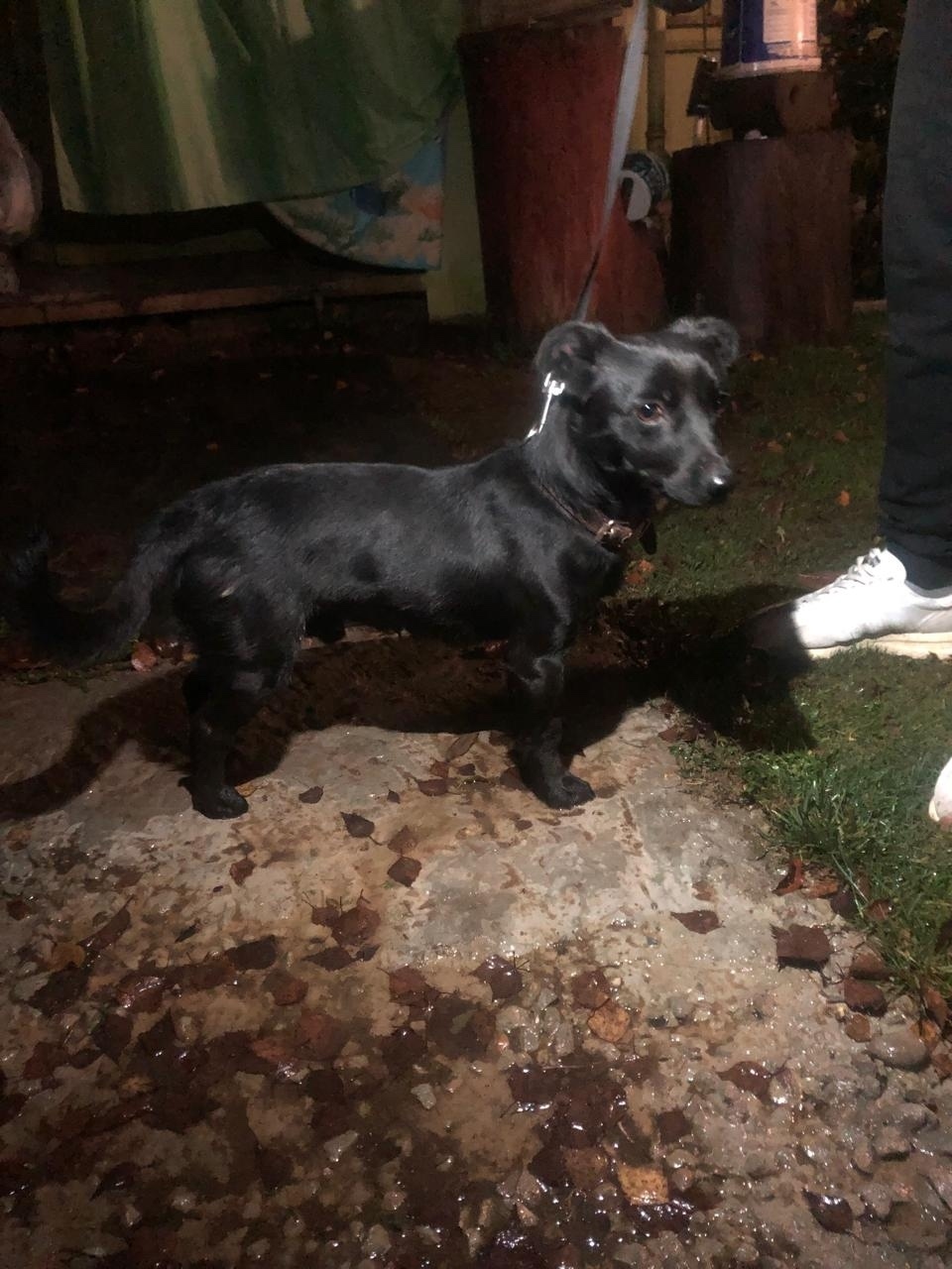 Найдена собака в Красногорске — фото объявления