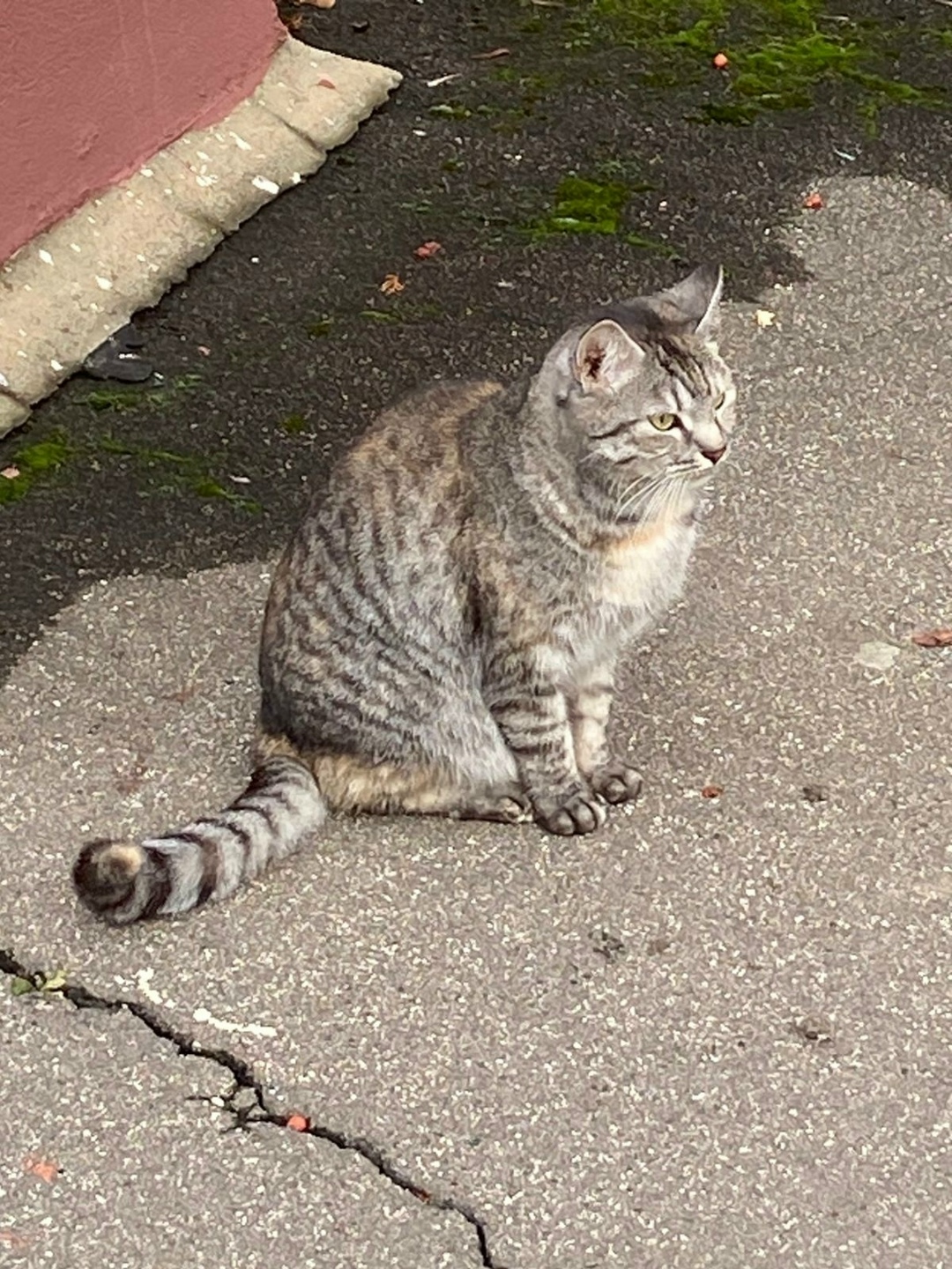 Пропала кошка в Красногорске — фото объявления