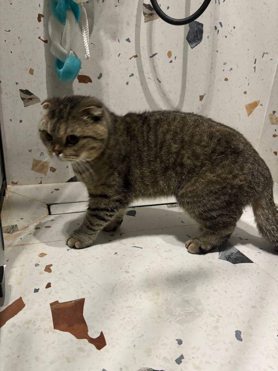 Найдена кошка в Красногорске — фото объявления