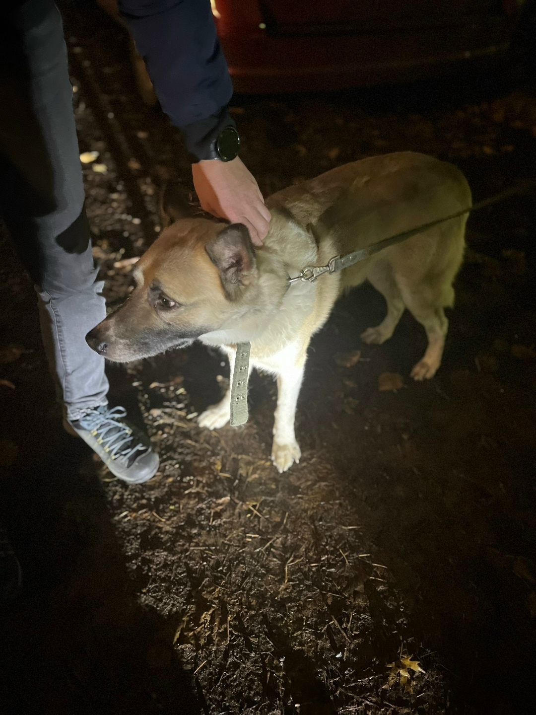 Найдена собака в Красногорске — фото объявления