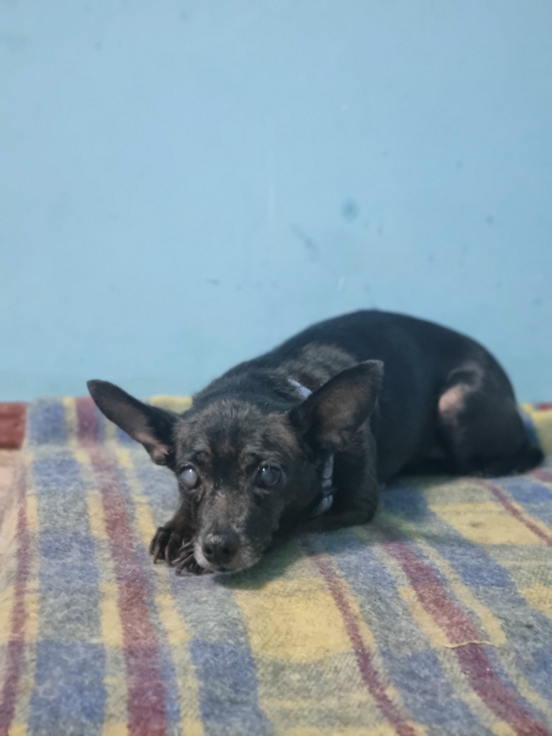 Найдена собака в Красногорске — фото объявления