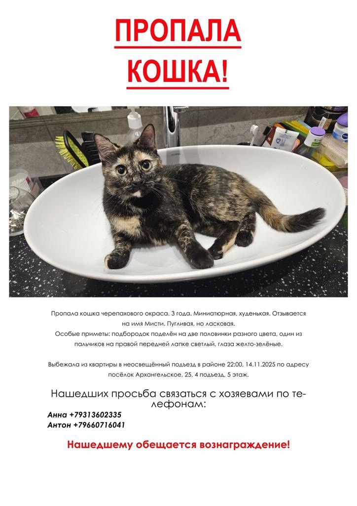 Пропала кошка в Красногорске — фото объявления
