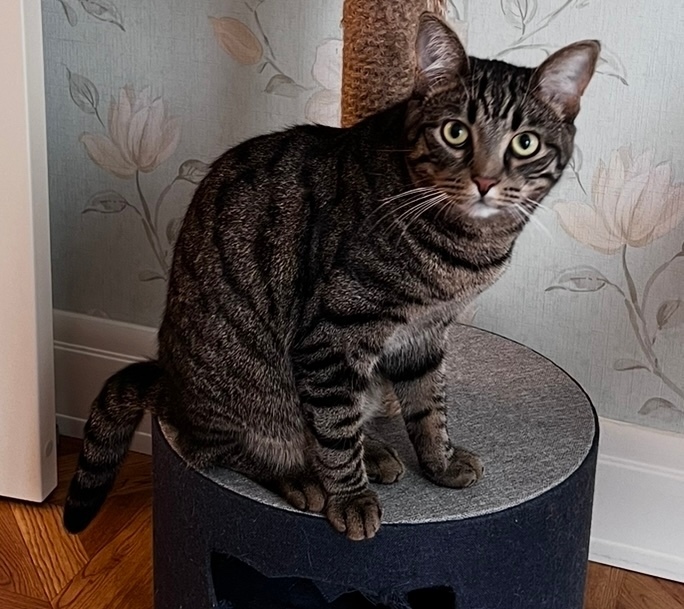 Пропала кошка в Красногорске — фото объявления