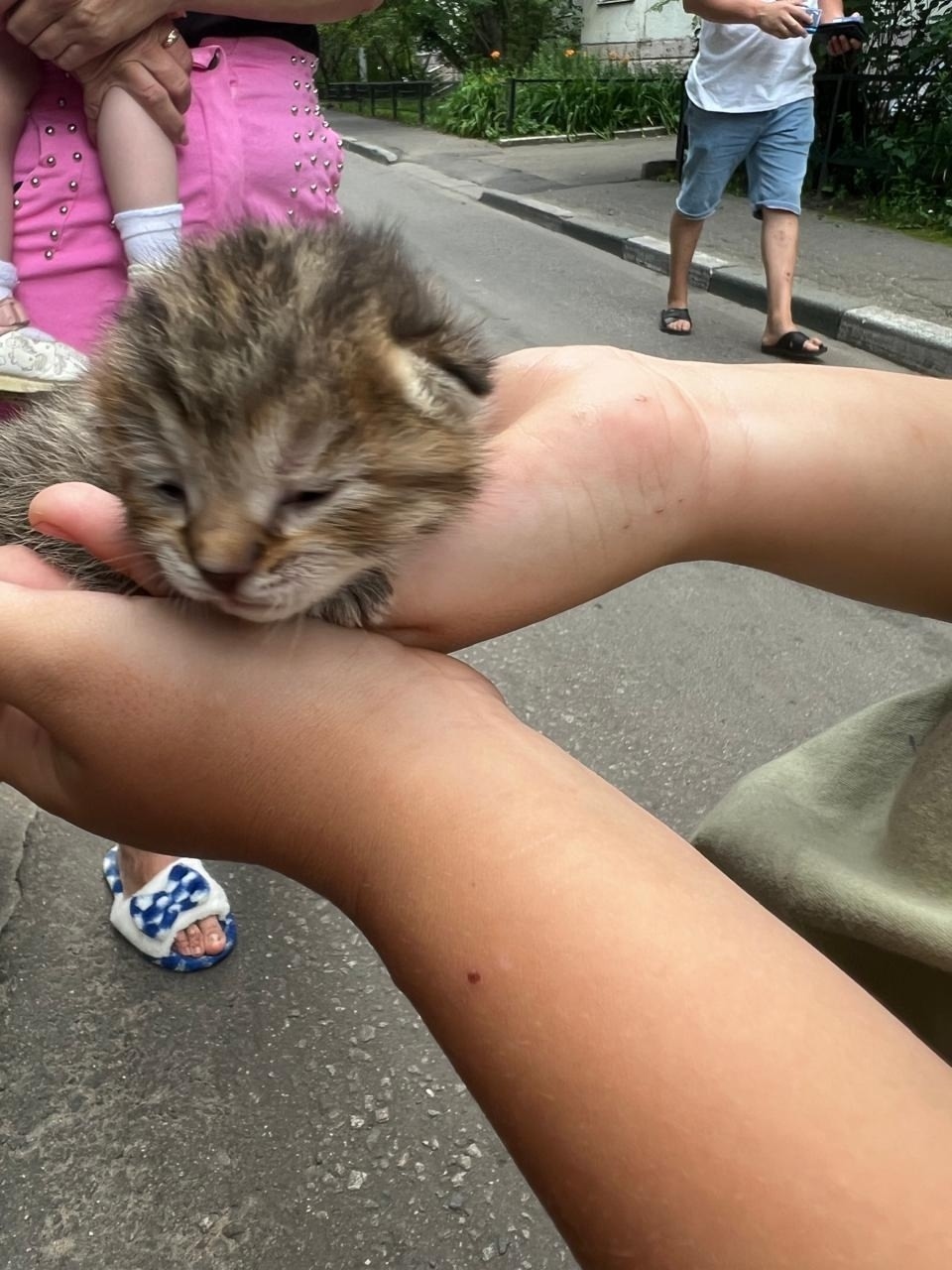 Найдена кошка в Красногорске — фото объявления