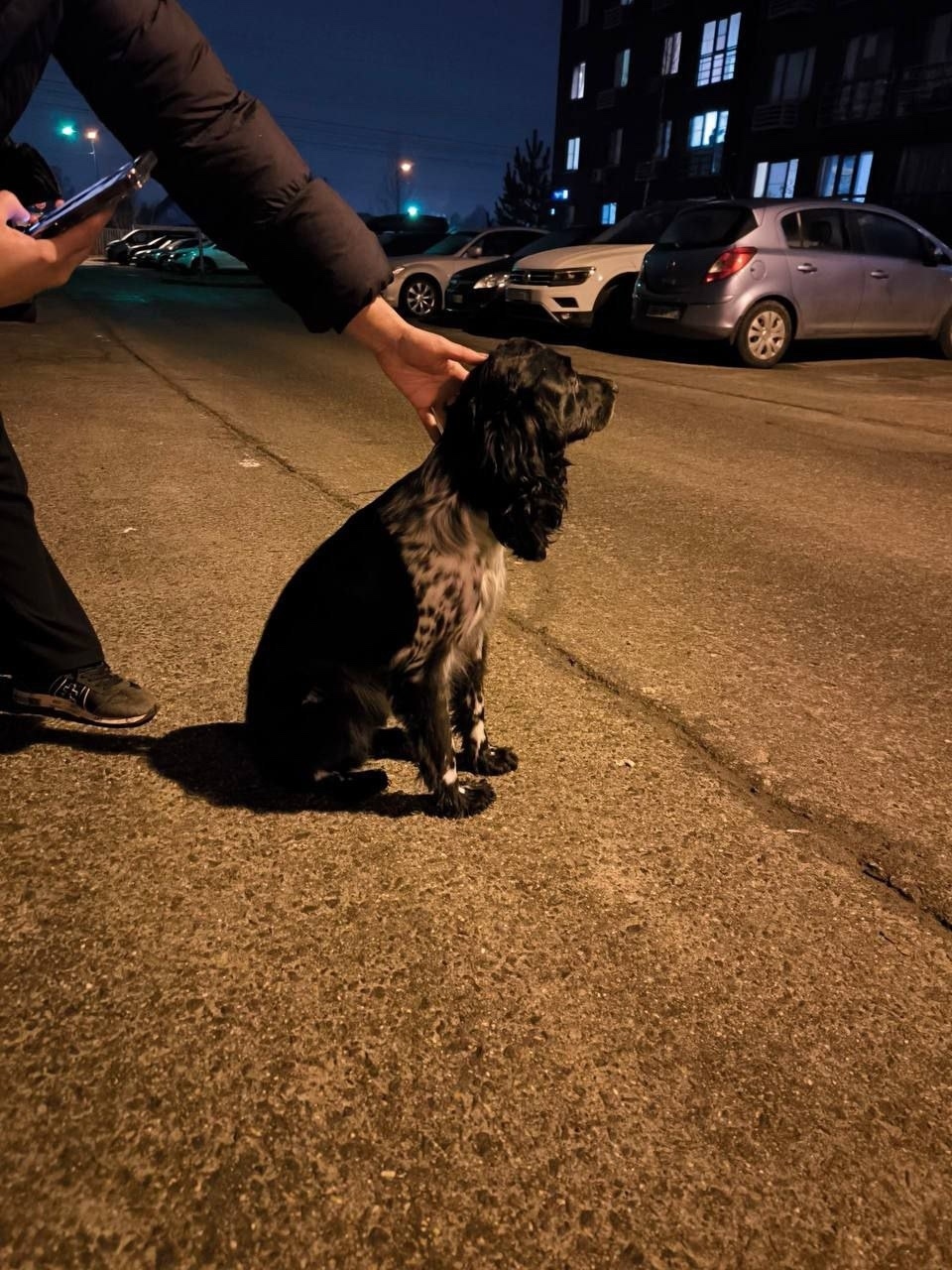 Пропала собака в Красногорске — фото объявления