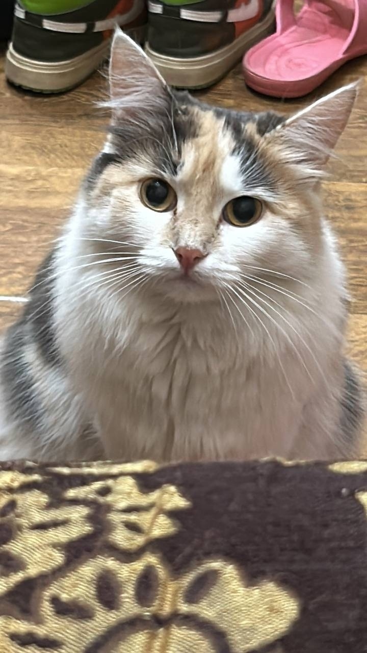 Пропала кошка в Красногорске — фото объявления