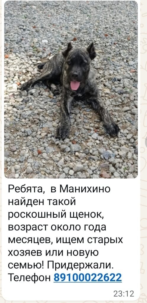 Найдена собака в Красногорске — фото объявления