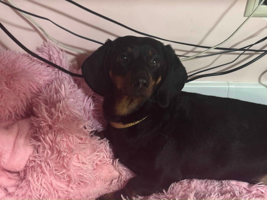 Найдена собака в Красногорске — фото объявления