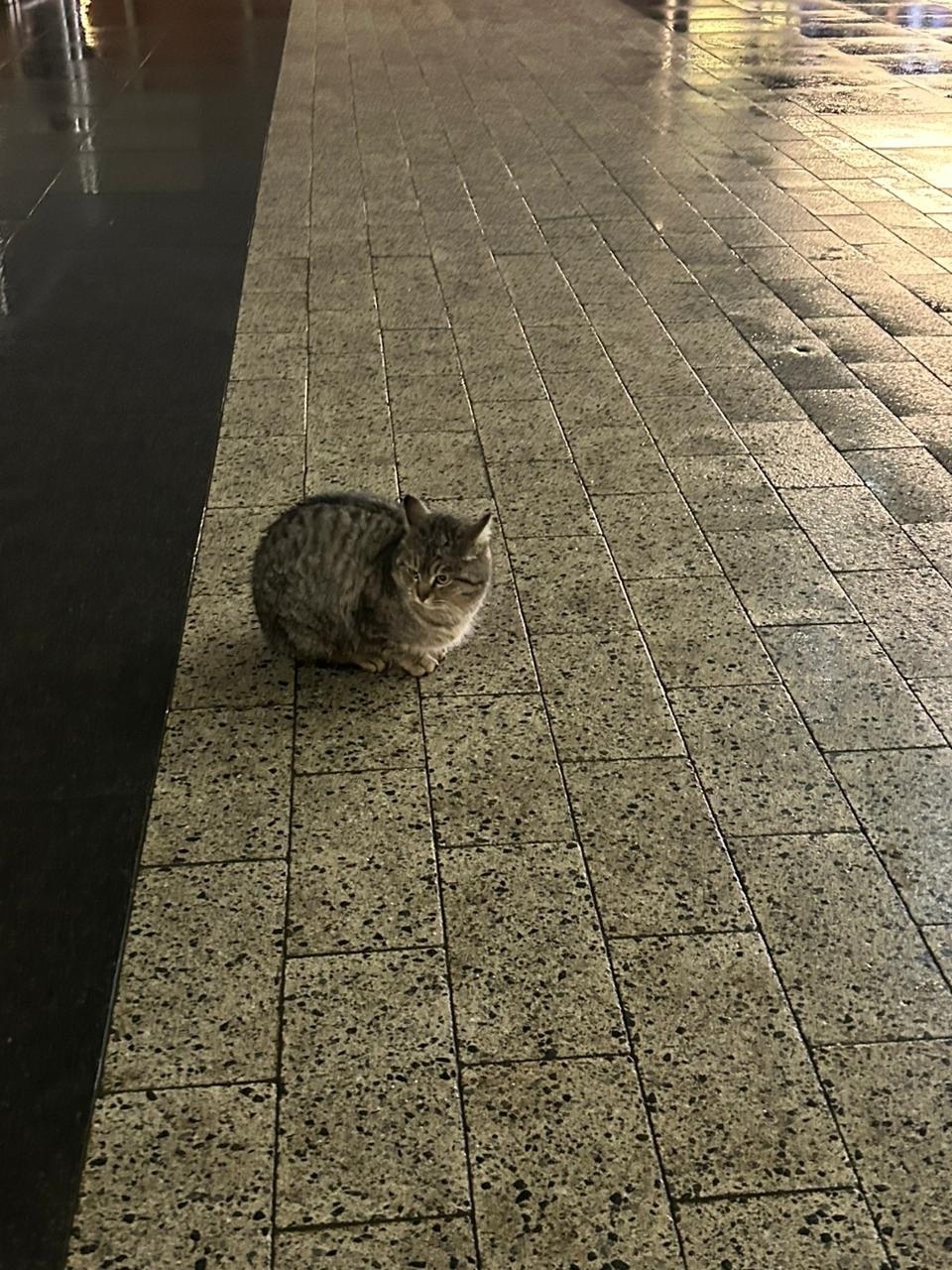 Найдена кошка в Красногорске — фото объявления