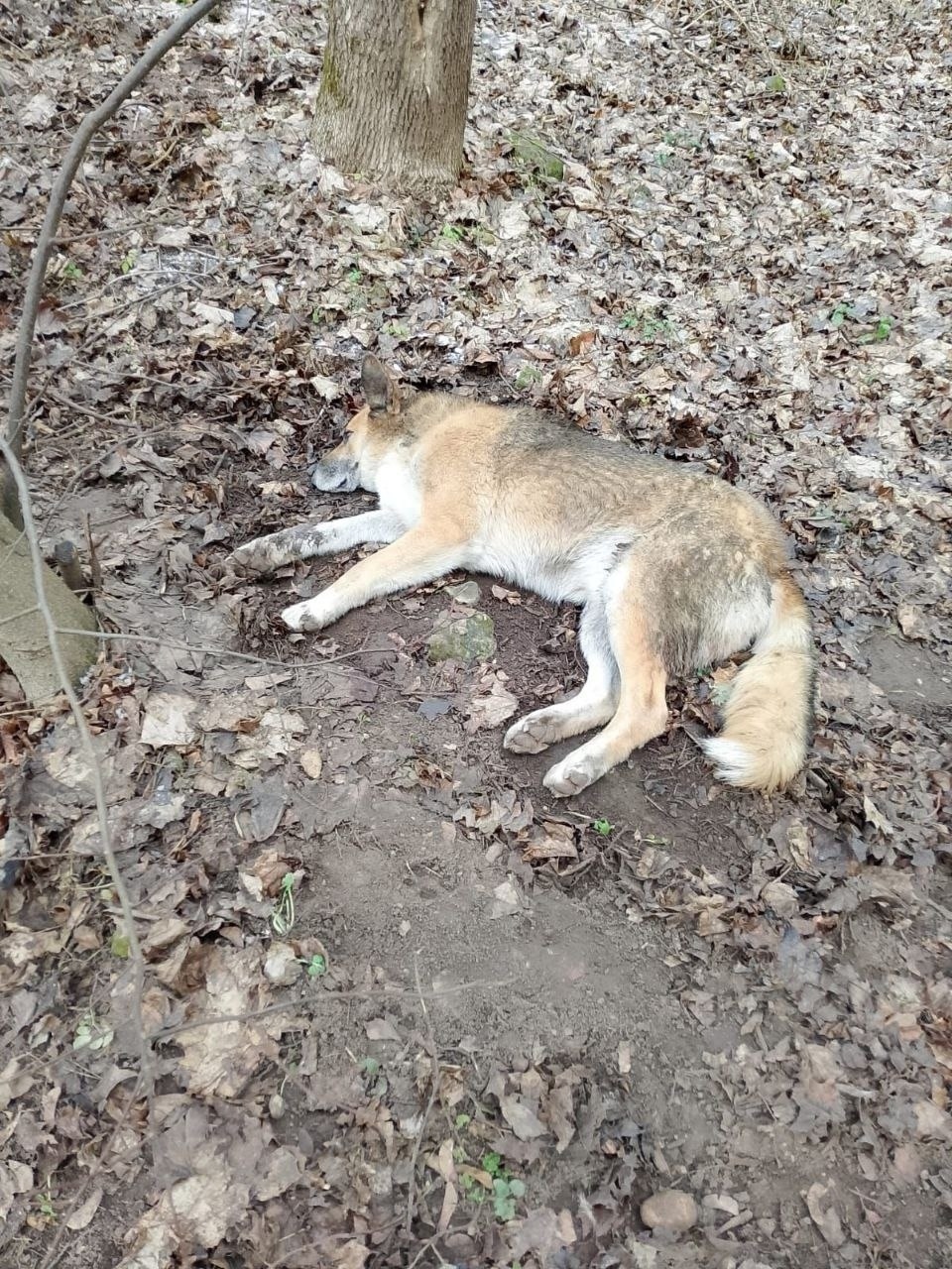 Найдена собака в Красногорске — фото объявления