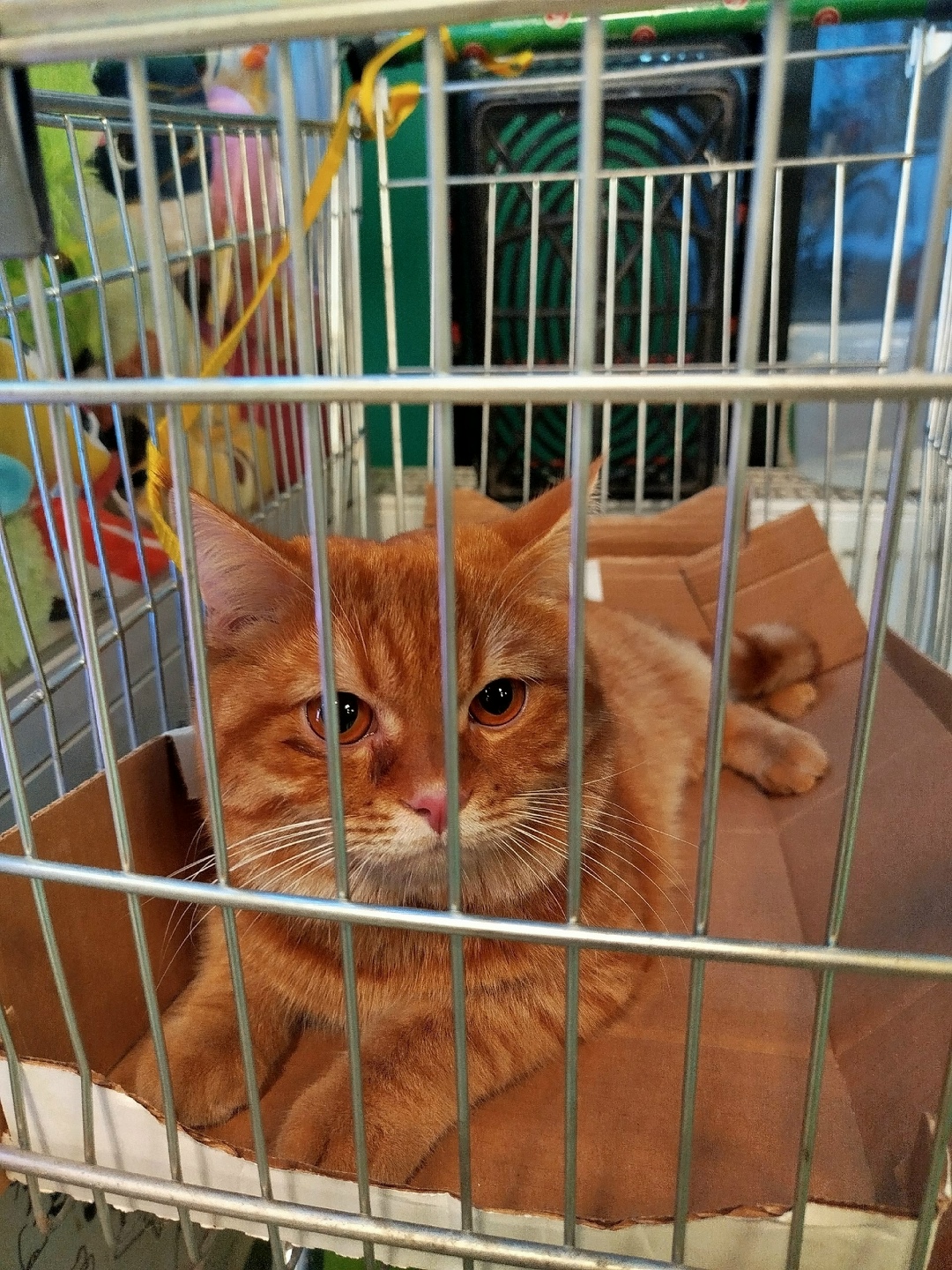 Пропала кошка в Красногорске — фото объявления