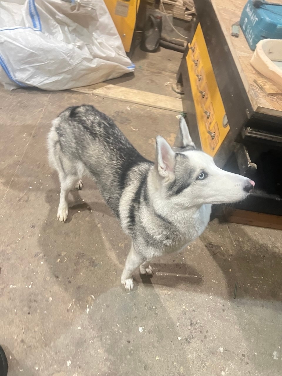 Найдена собака в Красногорске — фото объявления