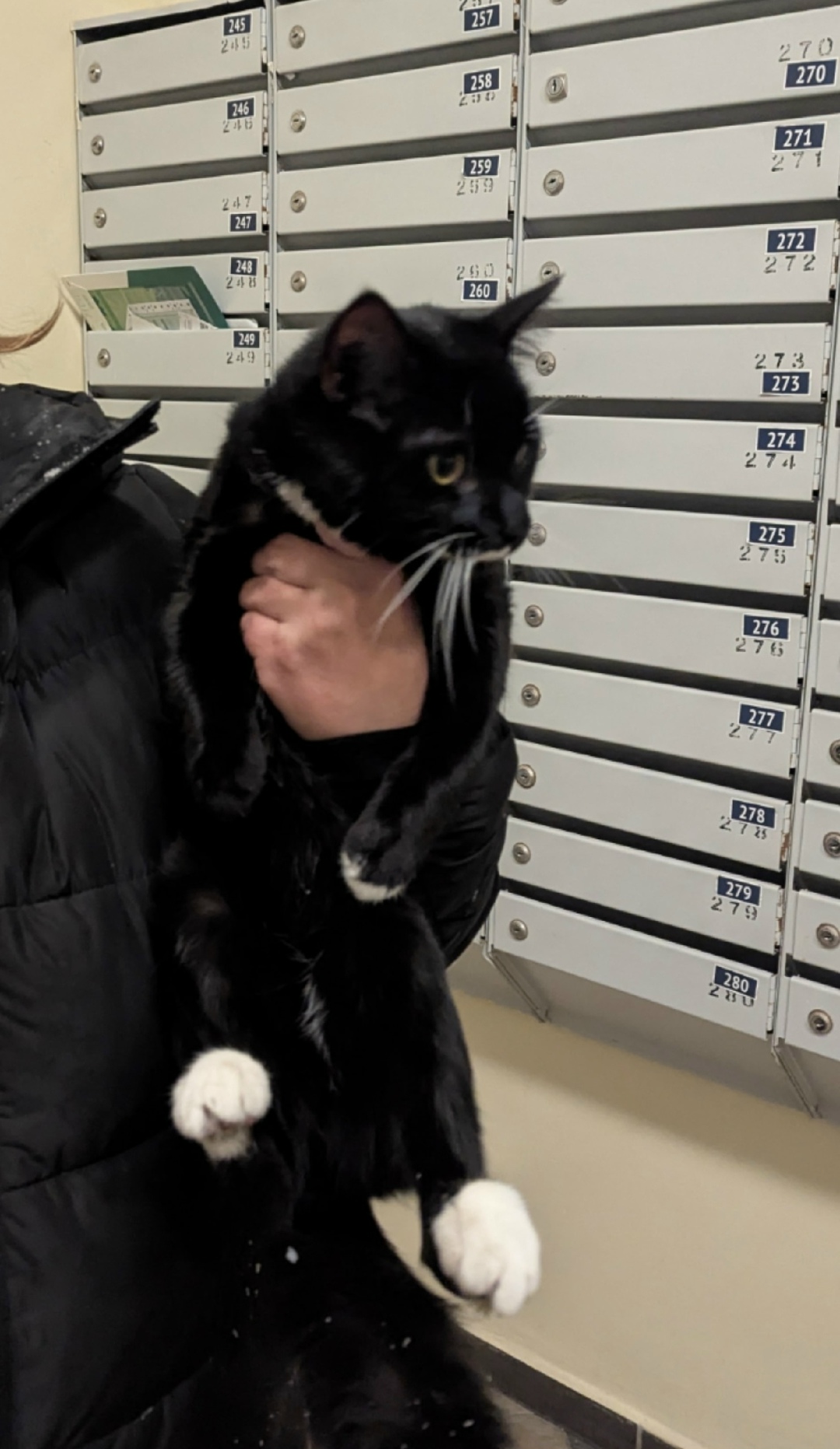 Найдена кошка в Красногорске — фото объявления