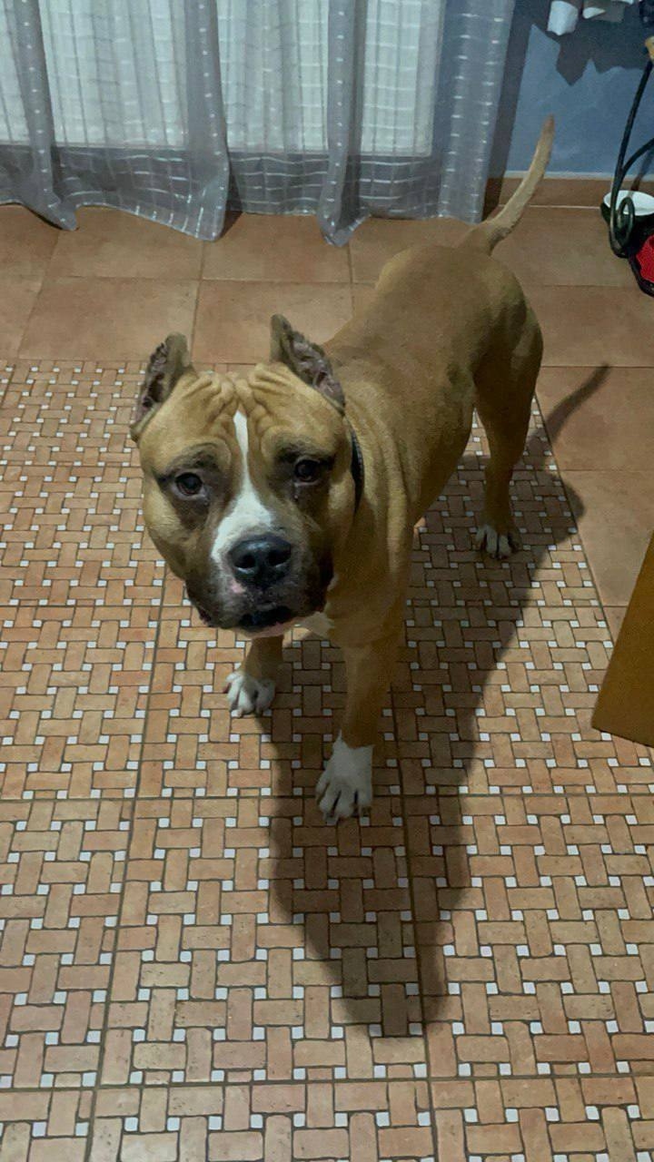 Найдена собака в Красногорске — фото объявления