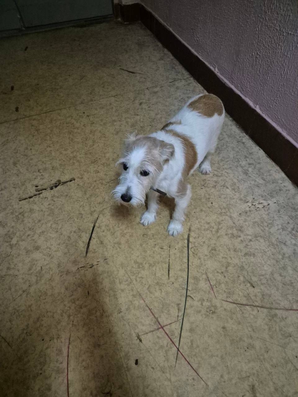 Найдена собака в Красногорске — фото объявления