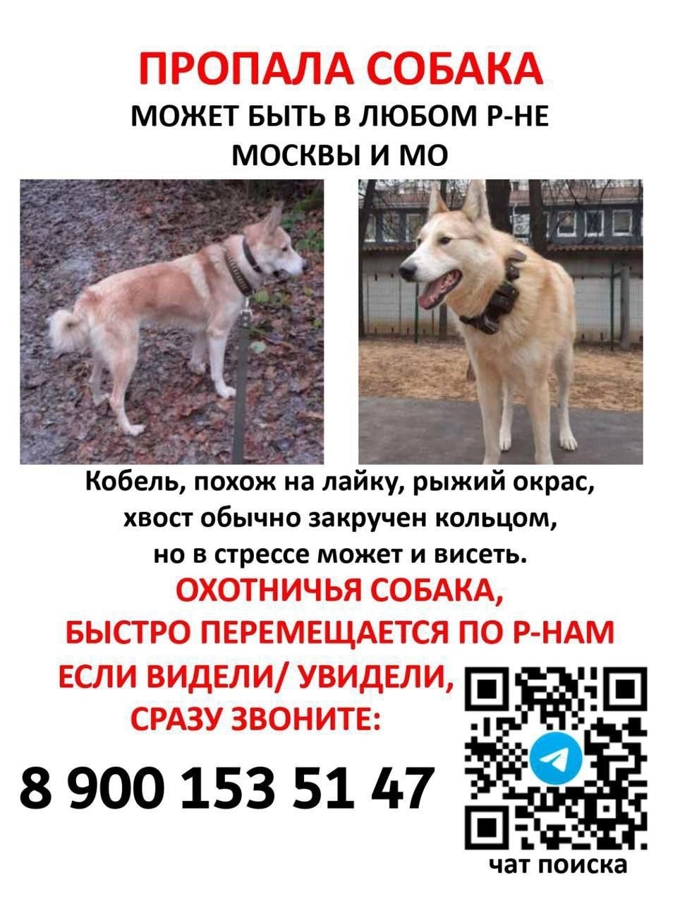 Пропала собака в Красногорске — фото объявления