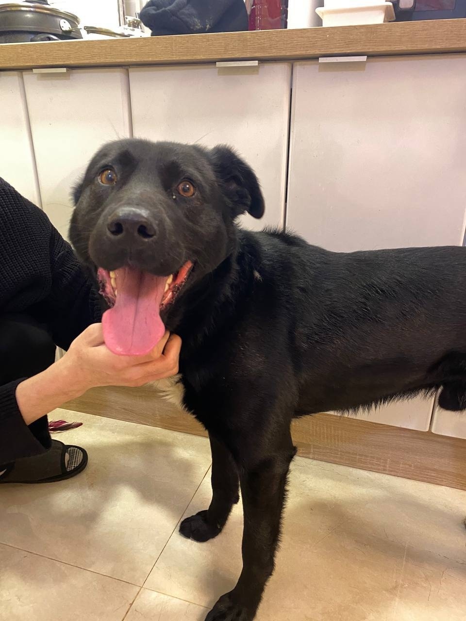 Найдена собака в Красногорске — фото объявления