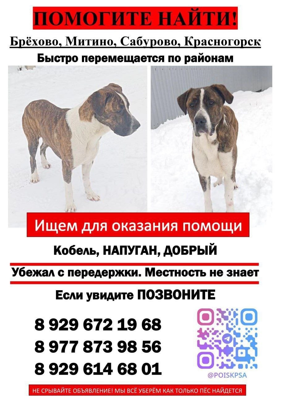 Пропала собака в Красногорске — фото объявления