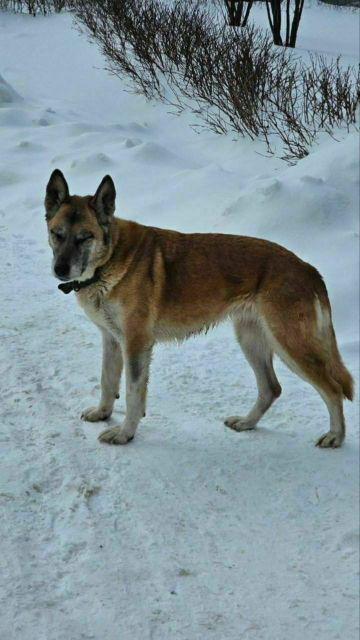 Найдена собака в Красногорске — фото объявления