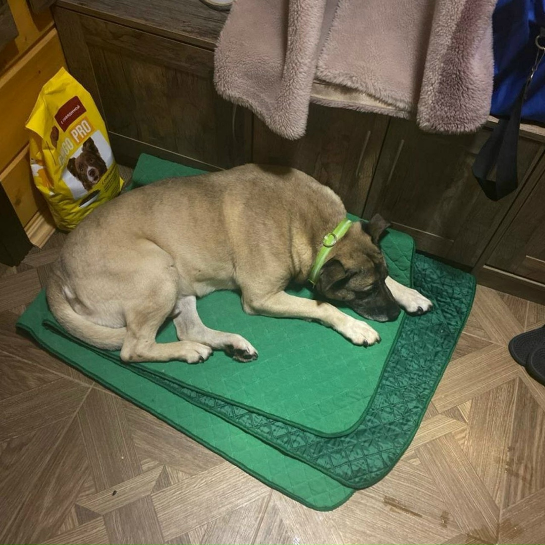 Найдена собака в Красногорске — фото объявления