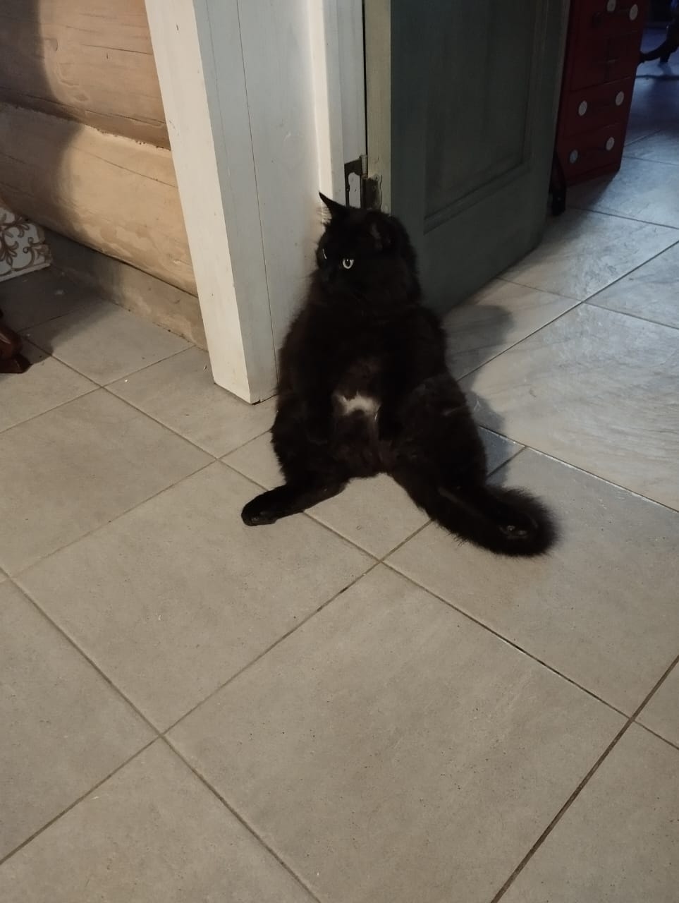 Пропала кошка в Красногорске — фото объявления