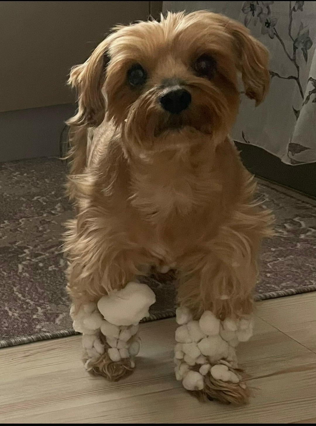 Пропала собака в Красногорске — фото объявления