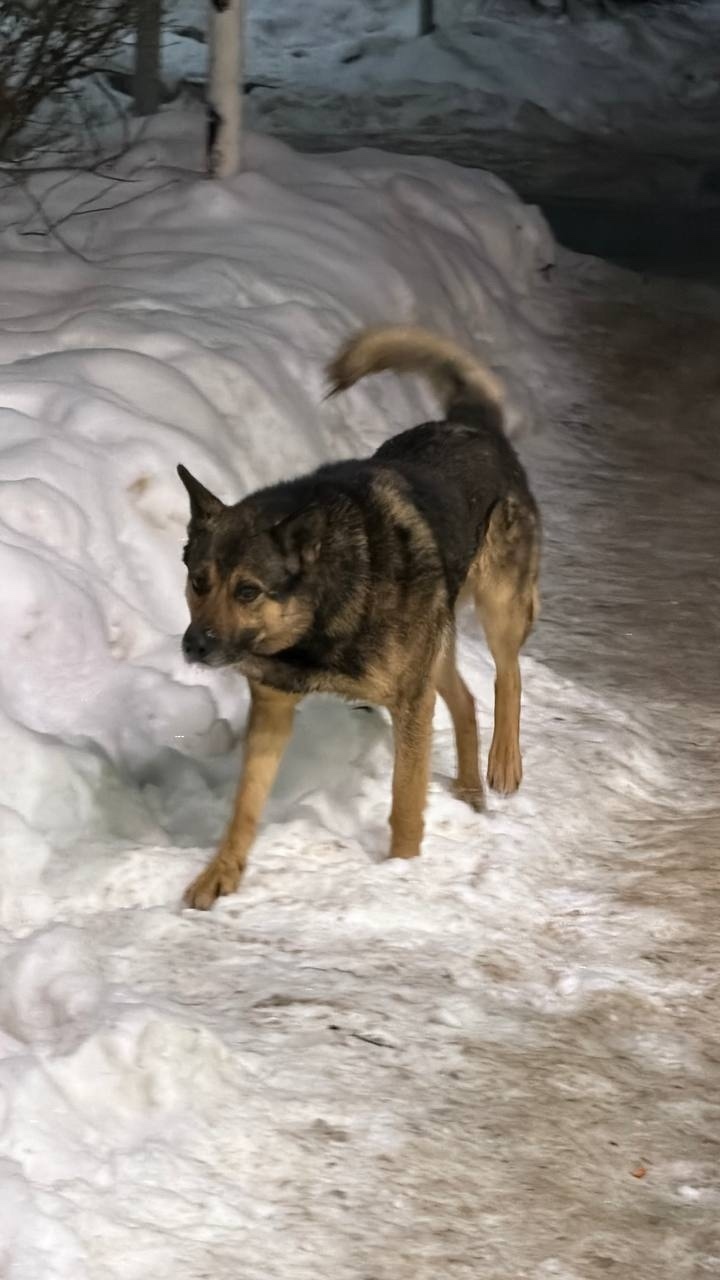 Пропала собака в Красногорске — фото объявления