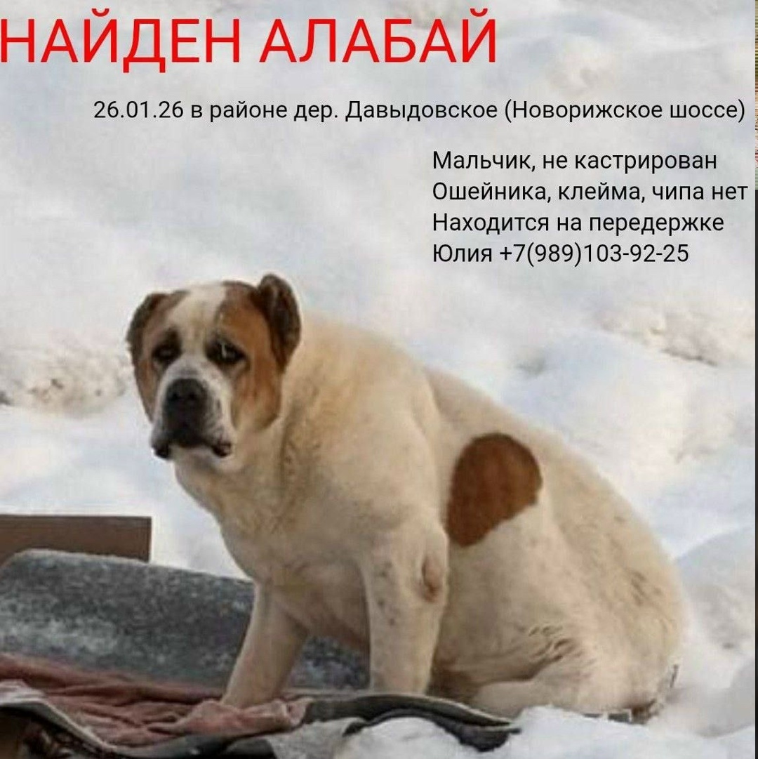 Найдена собака в Красногорске — фото объявления