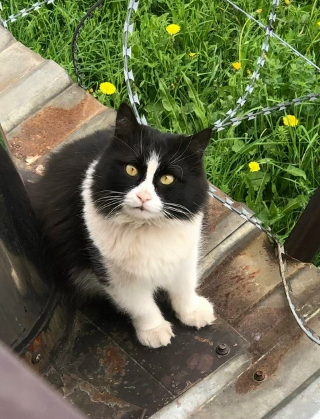 Пропала кошка в Красногорске — фото объявления