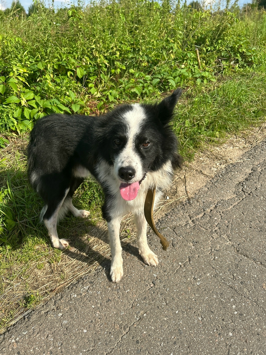 Пропала собака в Красногорске — фото объявления