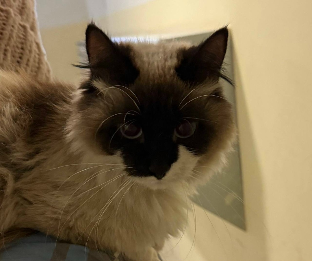 Найдена кошка в Красногорске — фото объявления