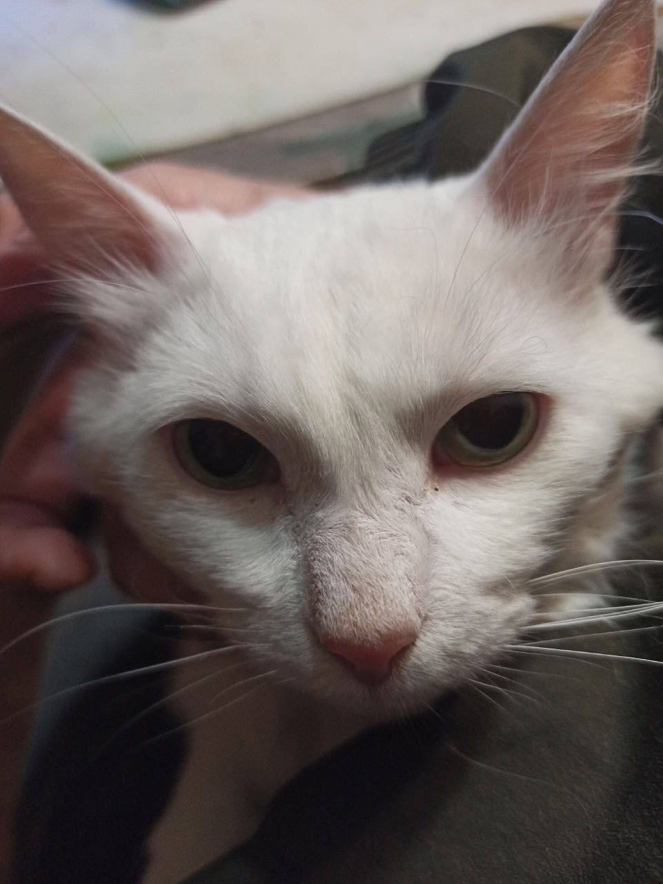 Пропала кошка в Красногорске — фото объявления