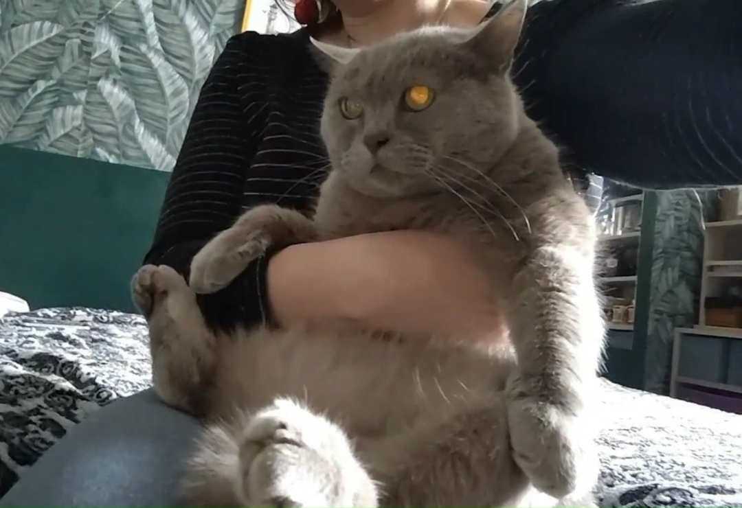 Найдена кошка в Красногорске — фото объявления