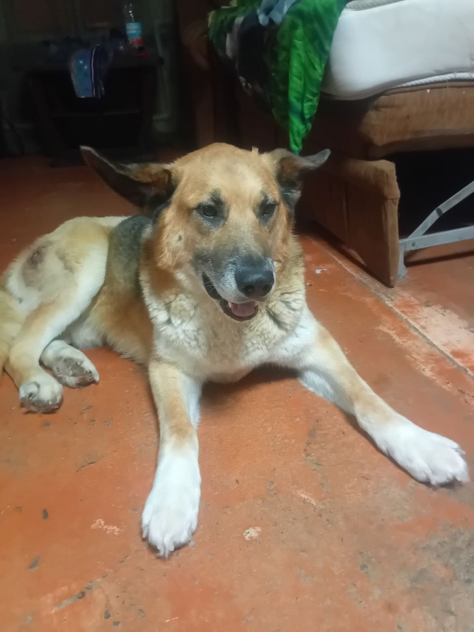 Найдена собака в Красногорске — фото объявления