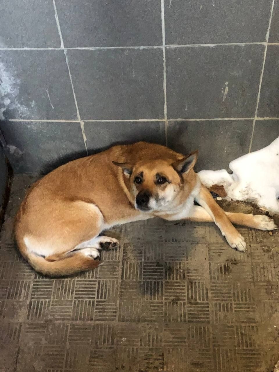 Найдена собака в Красногорске — фото объявления