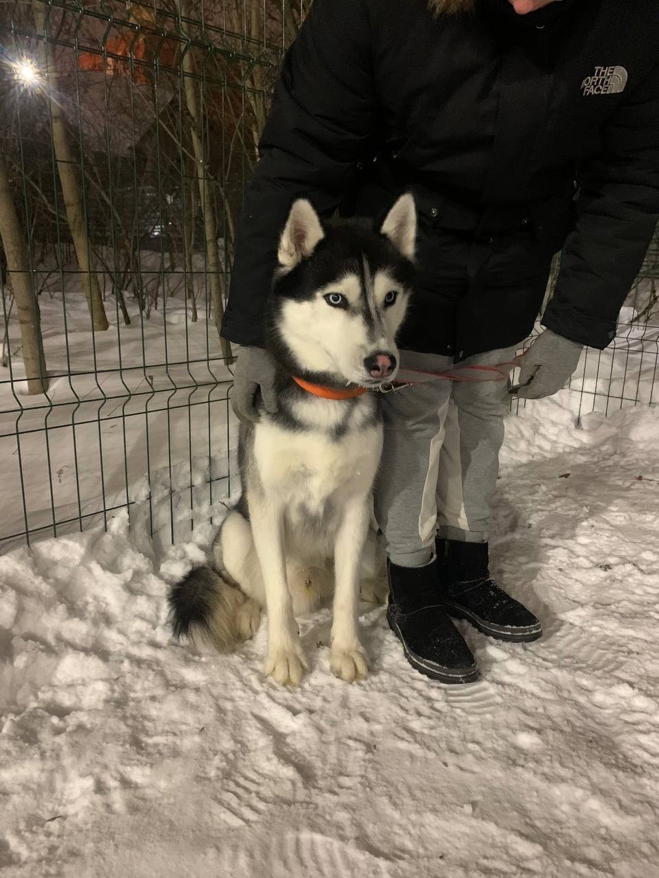 Пропала собака в Красногорске — фото объявления