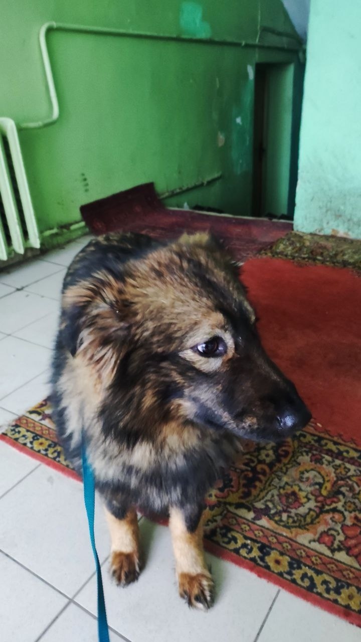 Найдена собака в Красногорске — фото объявления