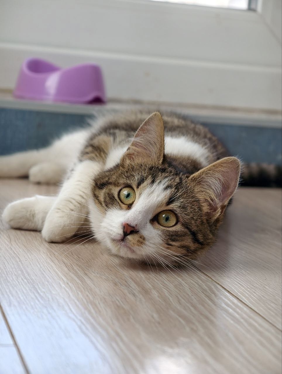 Найдена кошка в Красногорске — фото объявления