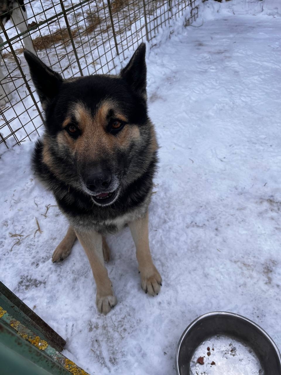 Найдена собака в Красногорске — фото объявления